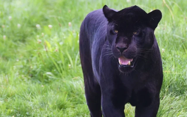 Черният леопард от Шуменското плато е забелязан край Ловеч