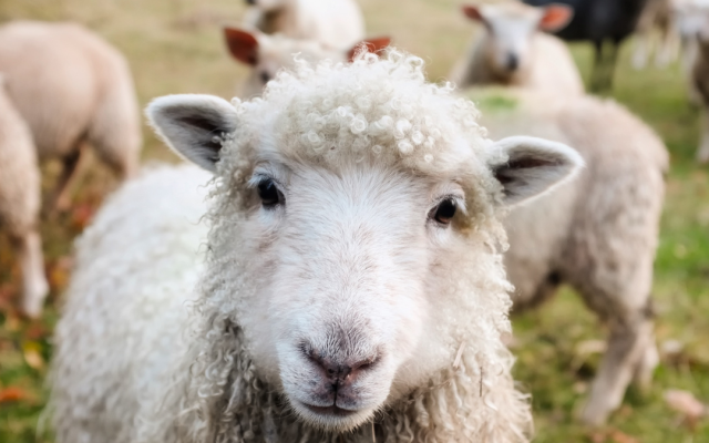 Заплашен е износът на 70% от българската овча продукция