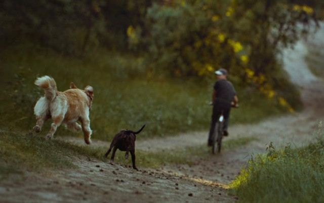 Опасност по улиците: Как да се предпазим от агресивни кучета
