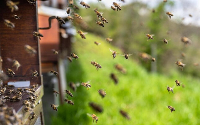 Пчелите изпитват по-голям стрес заради повишаването на температурите