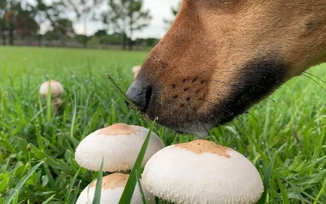 Не позволявайте на кучето ви да яде гъби по време на разходка