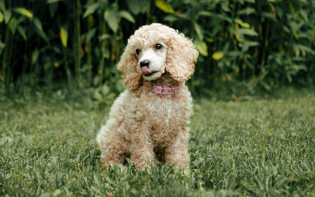 Мини пудел – интелигентният и нежен спътник на съвременния човек