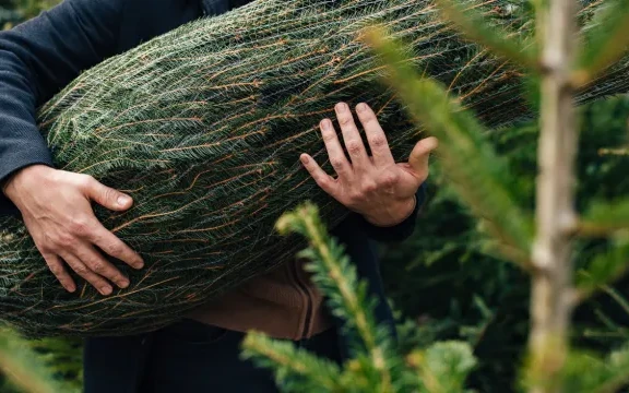 Изхвърляте коледната елха? Ето какво да правите с нея вместо това