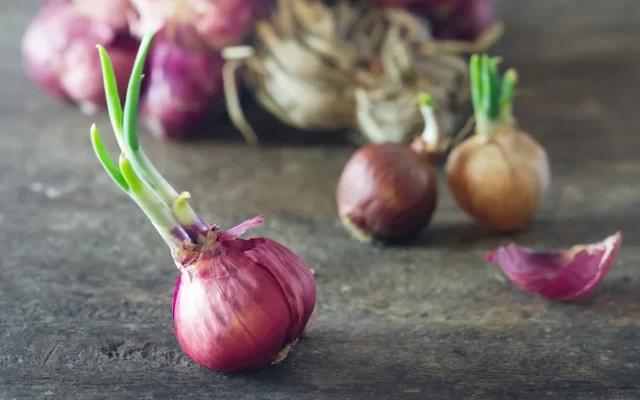 Безопасно ли е да ядем покълнал лук?