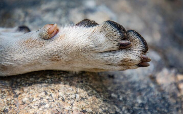 Нов ад! Задържаха още едни мъж и жена, изтезавали животни за видеа