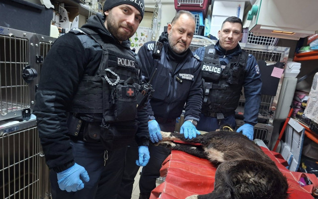 Човечността е жива! Полицаи, ветеринари и доброволци спасиха куче, блъснато от кола в Бургас