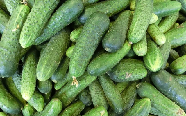 Скъпото отопление бави първите оранжерийни български краставици