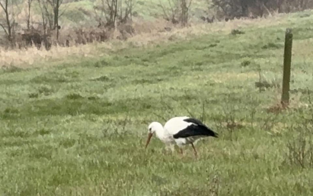 Символ на пролетта: Щъркелът Дончо се завърна в село Подкрепа