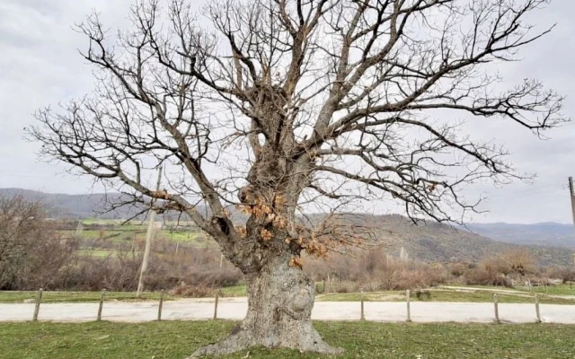 Официално забраниха докосването на две дървета в Южна България