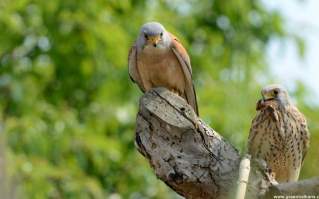 Завърна се у нас първата белошипа ветрушка