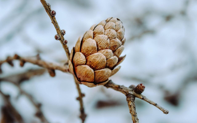 Зимата се завръща с нов сняг