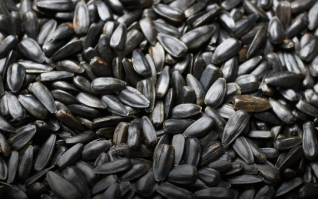 Зърнопроизводителите алармират: 4 кораба с аржентински слънчоглед, и 4-те с пестициди над нормата