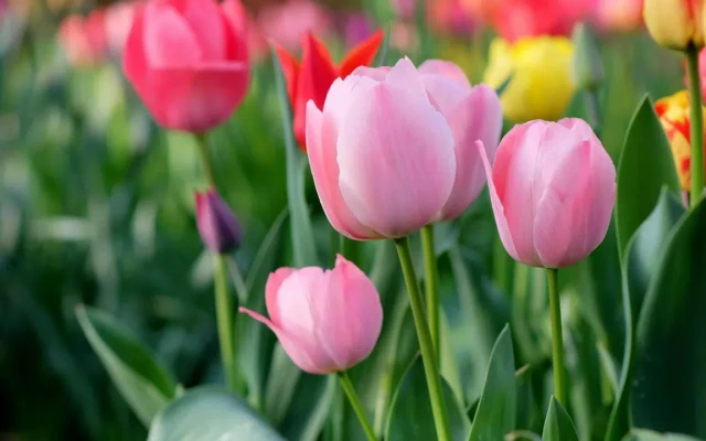 Синоптик: Истинската пролет идва около Цветница