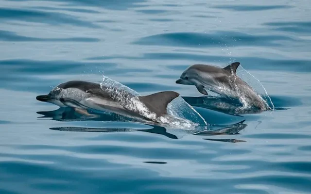 България предприема нови мерки за опазване на делфините в Черно море