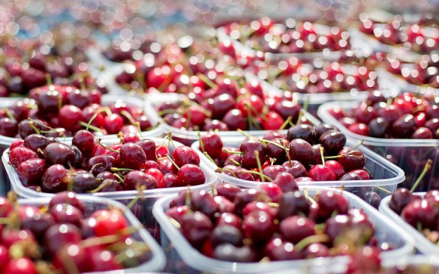 Ядем най-скъпите череши, килограмът ще бъде между 10 и 15 евро