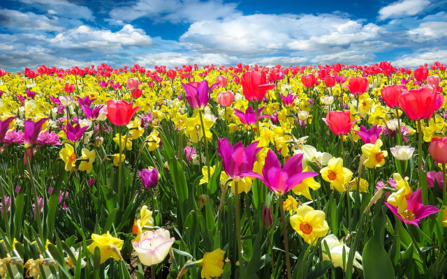 Пролетните цветя: Кое какво означава?