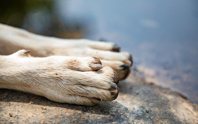 Зверства с животни край Велико Търново: Тече разследване