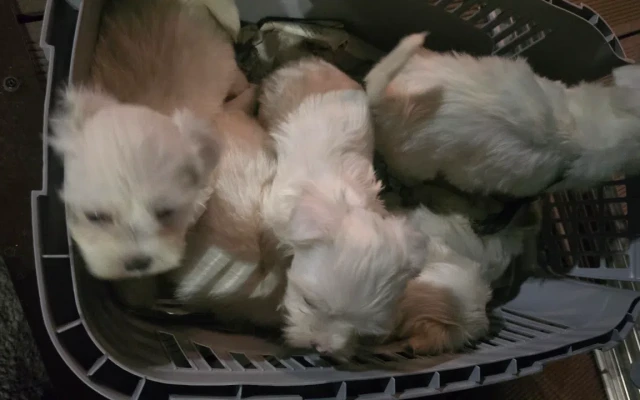 БАБХ спря незаконен транспорт на кучета в Кресна