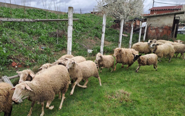 Фермери точат бюджет и евросубсидии, отглеждайки виртуални животни