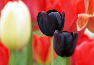 Холандия потвърди, че ще наложи вето на България за Шенген