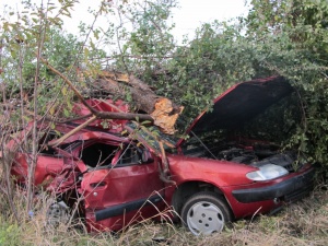 37% от загиналите на пътя се блъскат в дървета и каруци