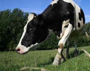 България и Румъния с нов срок за стандарта на млякото