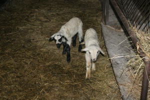 Нова опасност от шап грози България