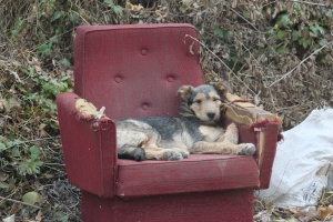 Румъния ще убива уличните кучета