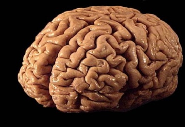 9 невероятни факта за мозъка