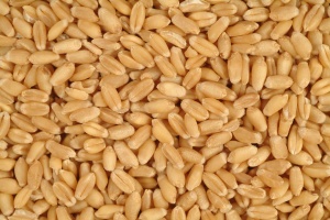 България тръгна да изнася пшеница за Египет