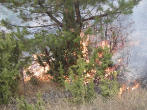 Пожар гори в Национален парк „Централен Балкан“