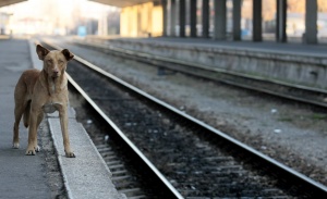 БДЖ спря 30 влака в отговор на стачката