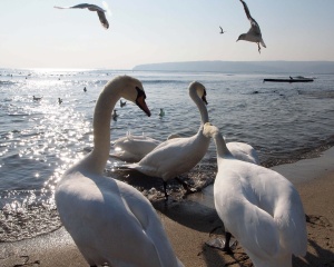 Лебедите долетяха във Варна