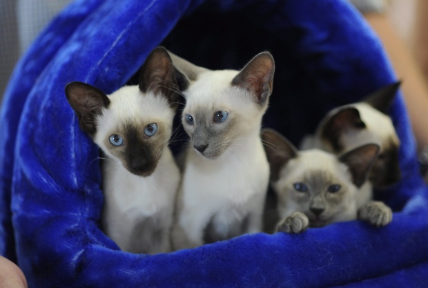 Котки от цял свят идват в София