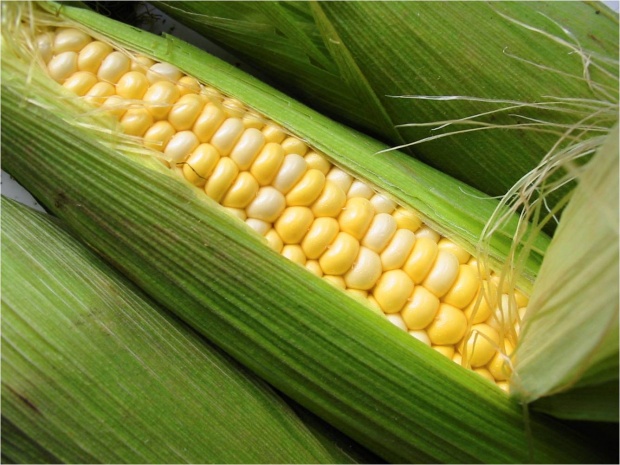 120 000 тона повече царевица тази година