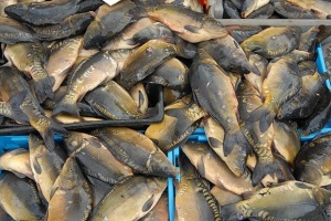 Иззеха 250 кг риба от нерегламетирани търговци