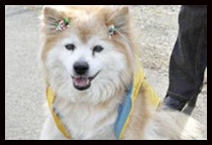 Почина най-старото куче в света