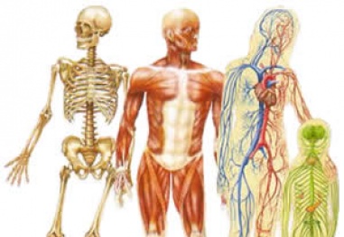 10 факта за човешкото тяло, които не знаете