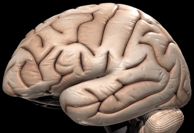 Невероятни научни факти за мозъка