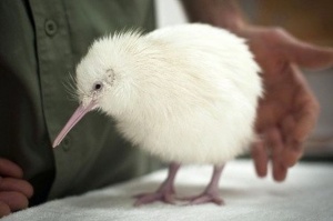 Второ бяло киви се излюпи в Нова Зеландия