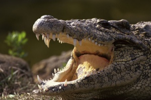 Крокодил скочи на косачка в Австралия