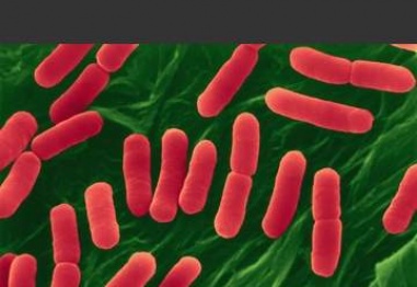 E. coli по повърхността на телефона