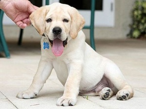 От днес всички кучета с чип