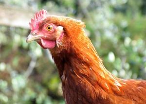 Китайска кокошка снесе най-малкото яйце