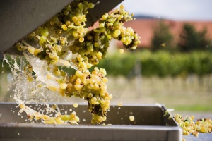 Американците пиeли най-много вино в целия свят