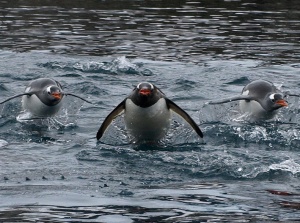 Шест пингвина дженто на гости в София