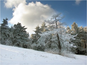 Обилен сняг в Западна България