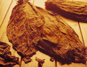 Тютюнопроизводителите ще получат субсидии