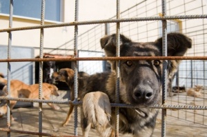 Найденов прави „зоополиция“