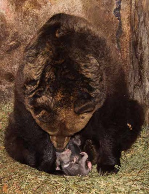 Три мечета се родиха в Стара Загора